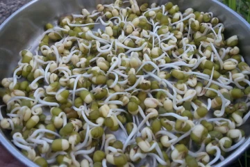 முளை கட்டிய பயறை வெறும் வயிற்றில் சாப்பிட்டால் என்ன? இனி சாப்பிடும் முதல் முழுசா தெரிஞ்சிக்கோங்க!