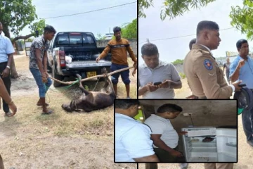 யாழில் பசுமாட்டை இறைச்சிக்காக வெட்டிய குடும்பஸ்தர் அதிரடி கைது