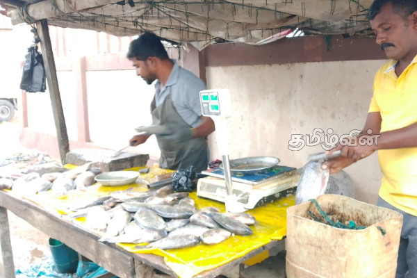 அம்பாறை கடற்றொழிலாளர்களுக்கு கிடைத்த அதிர்ஸ்டம்.. | Due To The Monsoon Rains Large Number Fish Species