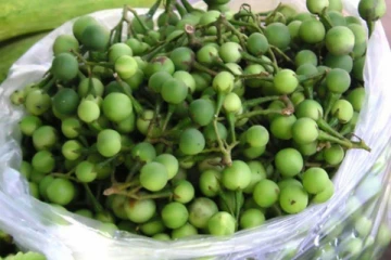 கசப்பான சுண்டைக்காயை தினமும் சாப்பிட்டலாமா? என்ன நடக்கும் தெரியுமா? இனி தெரிஞ்சிக்கோங்க