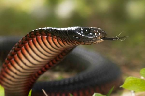 பாம்புக்கு குரல் வலை இல்லையா! அப்போ சீறும் சத்தம் எப்படி உருவாகுதுன்னு தெரியுமா? | How Does A Snake Make Hissing And Why