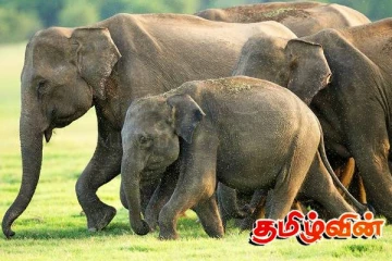 தோப்பூரில் காட்டு யானைகளின் அட்டகாசம்!