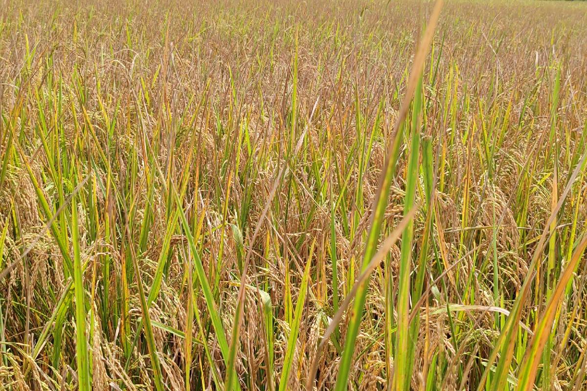 சிறுபோக அறுவடையை முன்னிட்டு நெல் கொள்முதல் நடவடிக்கைகள் ஆரம்பம் | Paddy Procurement Activities Begin Small Harvest