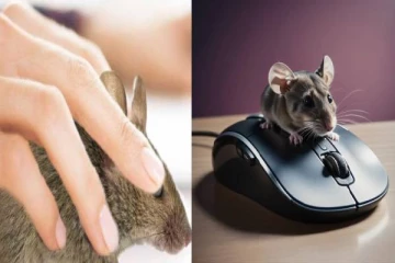 crazy fact: "mouse" இன் உண்மையான பெயர் என்னன்னு தெரியுமா?