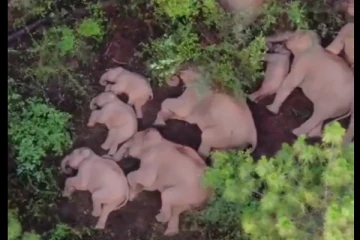 குடும்பமாக அயர்ந்து தூங்கிய யானைகள் கூட்டம் .... இணையதளத்தில் வைரலாகும் அழகிய வீடியோ...!