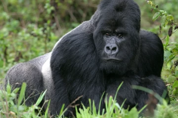 மனிதர்களைப்போல் கைரேகை உள்ள உயிரினம் எது தெரியுமா?