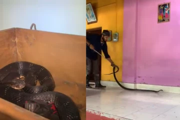 படுக்கையறையில் மரப் பெட்டியில் சுருண்டு கிடந்த ராஜ நாகம்:மெய்சிலிர்க்கும் காட்சி