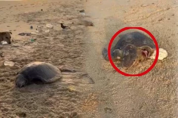 யாழ்.கடற்பகுதியில் இறந்த நிலையில் கரையொதுங்கும் ஆமைகள்