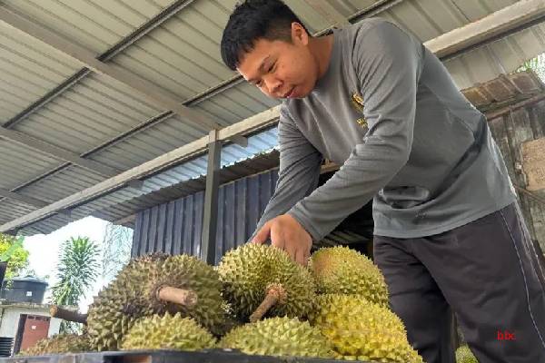 துரியன் பழத்திற்கு அடிமையாகும் சீன மக்கள்... ஒரே ஆண்டில் ரூ 63000 கோடிக்கு இறக்குமதி | Durian China Billion Dollar Appetite