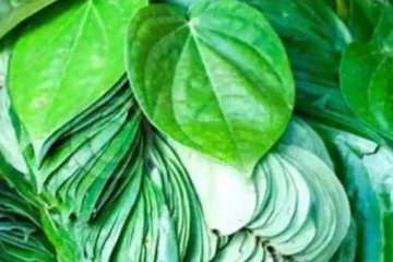 மறக்காமல் தினமும் 2 வெற்றிலை கட்டாயம் சாப்பிடுங்க! அதிசயத்தை காண்பீங்க