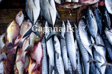 මාළුත් ගණන් උස්සයි - නව මිල ගණන් දැනගන්න මෙතනින් පිවිසෙන්න.