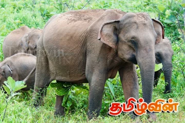 முல்லைத்தீவில் உயிரிழந்த காட்டு யானை