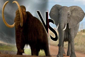 மாமத்கள் vs. யானைகள் இவை இரண்டிற்கும் இருக்கும் வித்தியாசம் என்ன தெரியுமா?