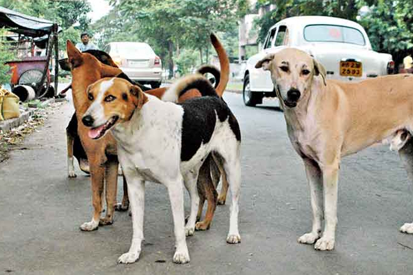 பிரதேச சபை உறுப்பினர்களுக்கு துப்பாக்கி வழங்குமாறு கோரிக்கை | Request Provide Firearms Pradeshiya Sabha Members பிரதேச சபை உறுப்பினர்களுக்கு துப்பாக்கி வழங்குமாறு கோரிக்கை | Request Provide Firearms Pradeshiya Sabha Members