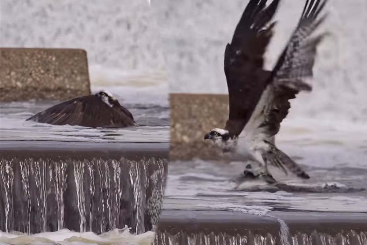 Viral Video: மீனின் நல்ல நேரத்தை பார்த்தீங்களா? வருத்தத்தை ஏற்படுத்தும் கழுகின் ஏமாற்றம். | Eagle Hunt Fish But Last Loosing