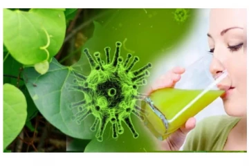 கொடிய வைரஸிலிருந்து நம்மை பாதுகாக்கும் சீந்தில் இலைப் பற்றி தெரியுமா?