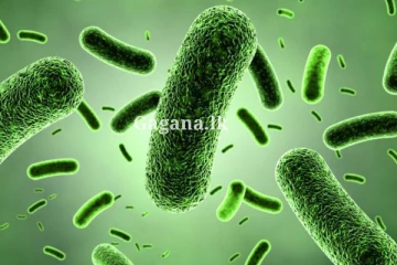 බැක්ටීරියාවක් කළ දෙයක් - කාන්තාවකගේ පාදයක් අහිමි වී යයි.. සති දෙකක් කෝමා තත්ත්වයේ ඉඳලා..