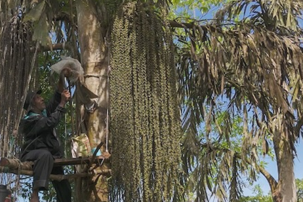 யுனெஸ்கோவின் பாரம்பரியப் பட்டியலில் சேர்க்கப்பட்டுள்ள கித்துல் பதனிடல் - வெட்டுதல் | Kitul Embalming Cutting Unesco Heritage List