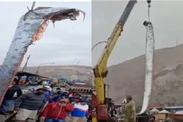 சிலி மீனவர்கள் வலையில் சிக்கிய அரிய வகை துடுப்பு மீன்!