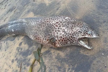 இலங்கையில் கண்டுபிடிக்கப்பட்ட அரிய வகை மீனினம்