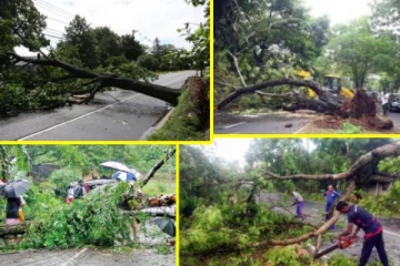 நாட்டில் தொடரும் சீரற்ற காலநிலை! சுமார் 59 மரங்கள் முறிந்து விபத்து