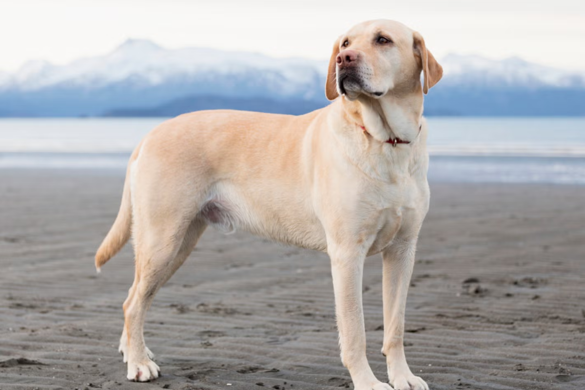 இந்த உலகத்தில் மரண தண்டனை விடவும் மோசமான தண்டனை எது தெரியுமா? | Which Penalty Is Worse Than Death Historic Story