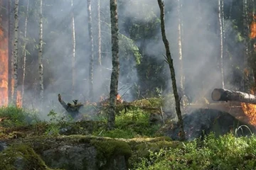 காட்டுக்குள் பரவிய தீ ; 10 ஏக்கர் நிலப்பரப்பு நாசம்