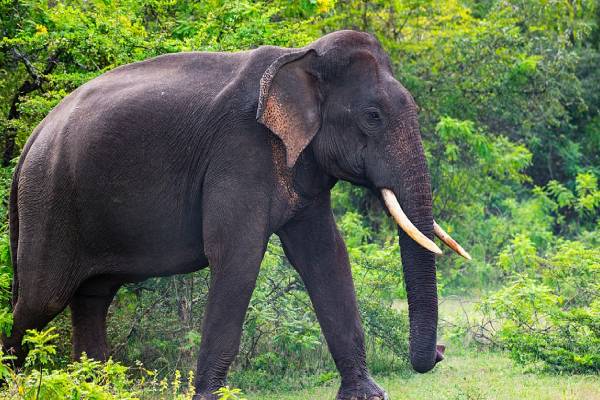 மட்டக்களப்பில் காட்டு யானை தாக்குதல்: ஒருவர் உயிரிழப்பு- இருவர் வைத்தியசாலையில் அனுமதி | Wild Elephant Attack In Batticaloa