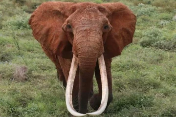 ஆப்பிரிக்காவில் சோகத்தை ஏற்படுத்திய பெண் யானையின் உயிரிழப்பு!