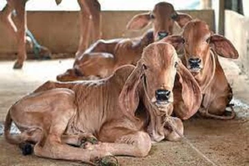 மாடு அறுப்பதை நிறுத்த நடவடிக்கை எடுக்குமாறு உள்ளூராட்சி மன்றங்களுக்கு அறிவிப்பு