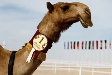 ஒட்டகங்களின் அழகுப் போட்டி