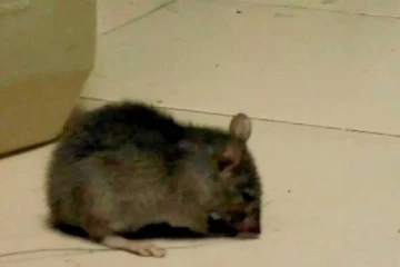 பெற்றோரின் கவனக் குறைவு...எலி விஷத்தை உண்டு உயிரிழந்த குழந்தை!