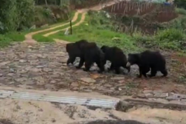 அம்மாவ காணோம்! தாயை தேடி அலையும் கரடிக்குட்டிகள்- நெகிழ்ச்சி சம்பவம் | Bear Rescued By Officials