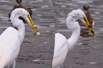 ஒரே நேரத்தில் இரண்டு மீன்களை வேட்டையாடிய பறவை... கடைசியில் இப்படி ஆகிடுச்சே