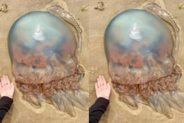 சிங்கப்பூர் கடற்கரையில் அதிசயம்... கண்டறியப்பட்ட மர்ம மீன்கள்!