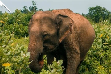 யானைக் குட்டியை பயமுறுத்தி டிக் டொக் செய்த சாரதிக்கு நேர்ந்த கதி!