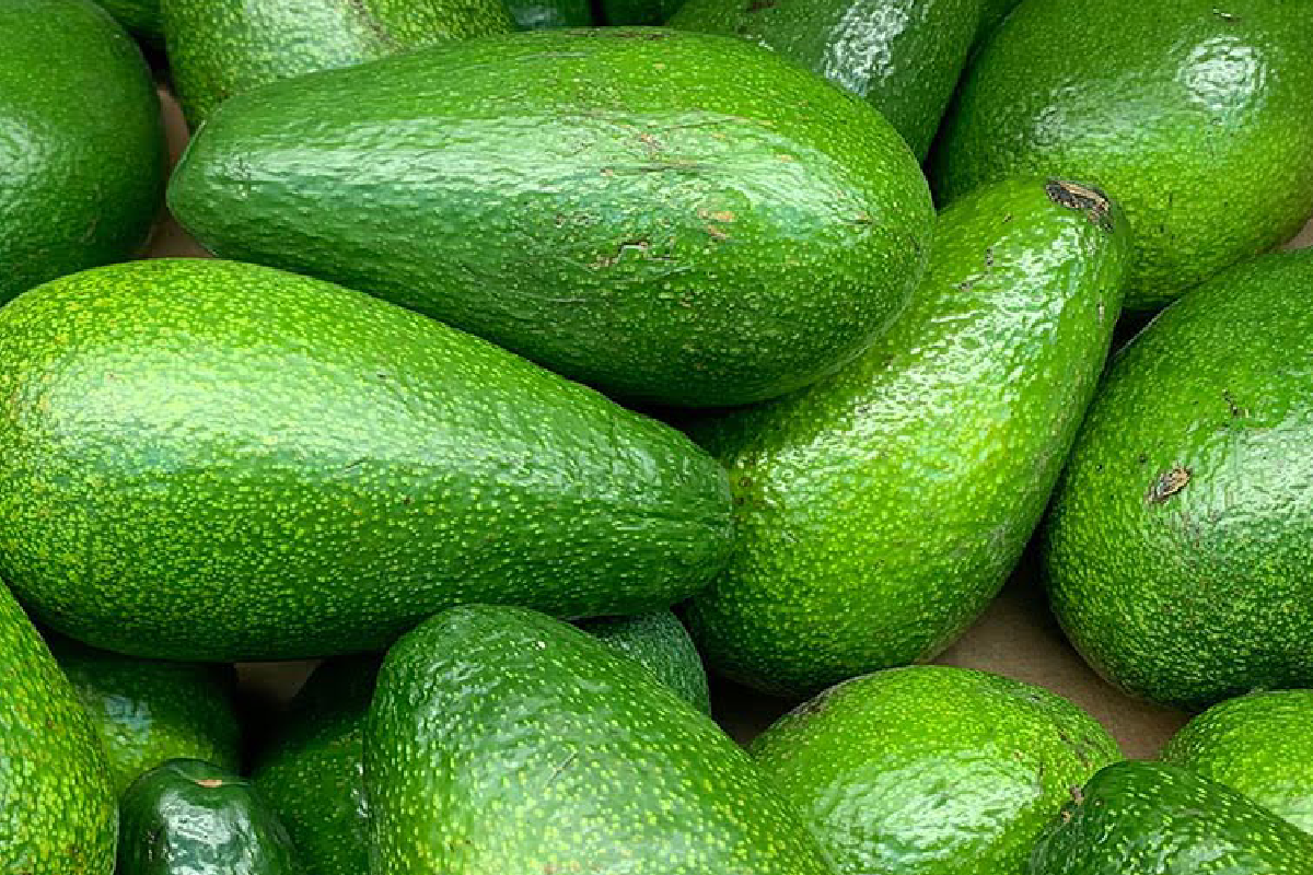 රස ගුණ පිරි අලිගැටපේර ගැන මෙහෙම කතාවක් අහලා තිබ්බද? අලිගැටපේරවලට කැමතියි නම් අනිවාර්යෙන් කියවලා බලන්න | Avocado Seed Tea Health Benefits