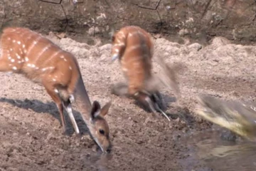 நடுநடுங்கிய நிலையில் தண்ணீர் குடித்த மான்! எமனாக வந்த முதலை: திக் திக் காட்சி