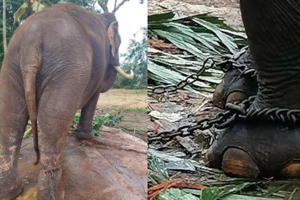 யானைகளை மீண்டும் கொண்டு செல்வது குறித்து ஏற்பாடுகள் இல்லை - தாய்லாந்து தூதுவர் | No Arrangements Repatriate Elephants Thai யானைகளை மீண்டும் கொண்டு செல்வது குறித்து ஏற்பாடுகள் இல்லை - தாய்லாந்து தூதுவர் | No Arrangements Repatriate Elephants Thai