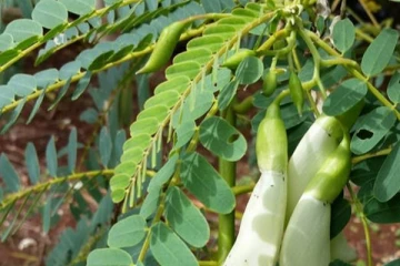 அகத்தி கீரையின் அற்புத பயன்கள்