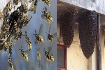 குளவிக் கொட்டுக்கு இலக்கான பாடசாலை மாணவர்கள்