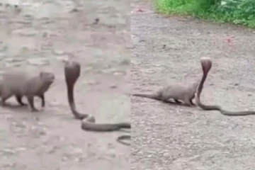 மூன்று கீரிகளிடம் சிக்கிய பாம்பின் திக் திக் நிமிடம்! பரபரப்பான கிளைமேக்ஸ்