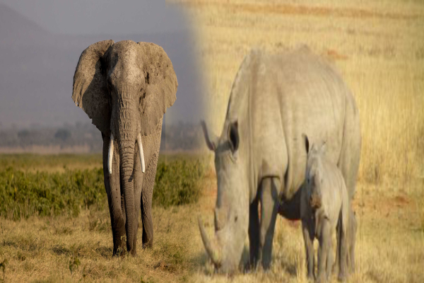 கனடா அரசு பிறப்பித்துள்ள புதிய தடை உத்தரவு! | Canada Bans Import Export Elephant Ivory