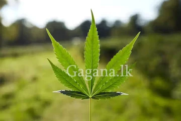 ගංජා රට යවන්න ඔන්න අවස්ථාවක්.? - ඊට අයදුම් කරන්නේ මෙහෙමයි.