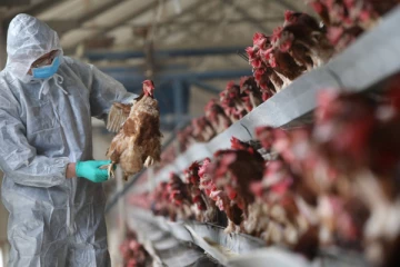 ஒன்றரை லட்சம் கோழிகள் கொலை! ஜப்பான் நாட்டில் அதிர்ச்சிகர சம்பவம்