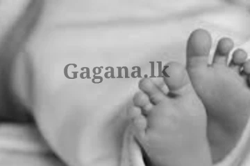 විදුලි සැර වැදීමෙන් මල් කැකුළක් මිය යයි.