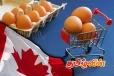 கனடாவில் முட்டை கொள்வனவு தொடர்பில் விடுக்கப்பட்டுள்ள அவசர எச்சரிக்கை