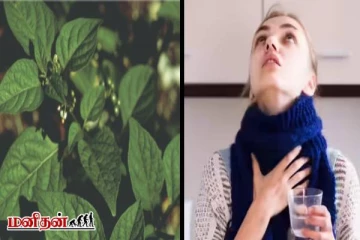 மணத்தக்காளி மருத்துவ நன்மைகள் - சிறிதாக இருந்தாலும் பாரிய நோய்களையும் விரட்டும்