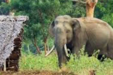 වන අලි නිසා අසරණ වූ කාන්තාවෝ... අපි ජීවත් වෙන්නේ මේකෙන් මහත්තයො..