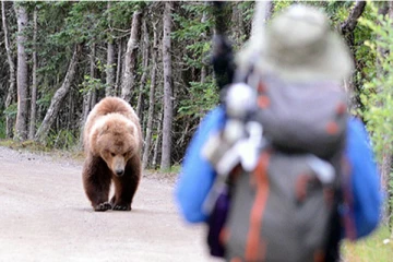 முல்லைத்தீவில் இரண்டு கரடிகளால் தாக்கப்பட்டு நபரொருவர் அவசர சிகிச்சை பிரிவில் அனுமதி